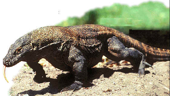 Komodo.jpg (32575 bytes)