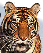 Tigerp.jpg (8085 bytes)